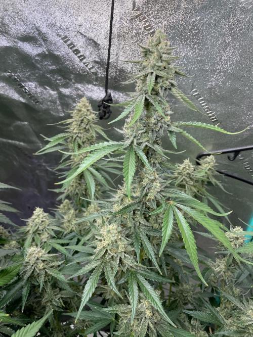 3 Night Owls. Week 9 - Mondo Smash