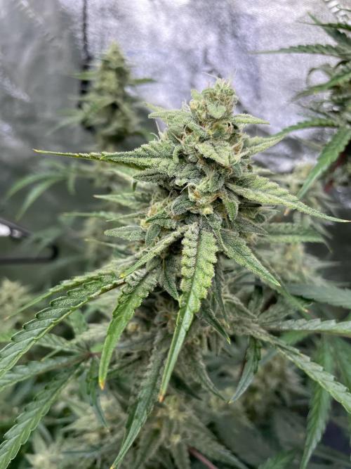 3 Night Owls. Week 9