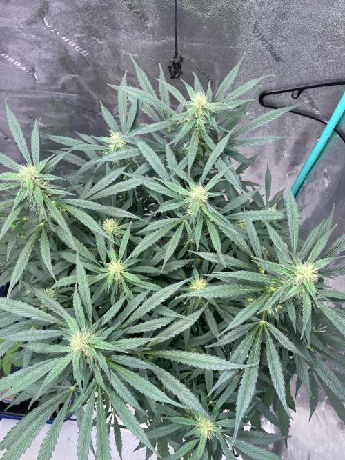 Eazyplug re-use test.. Week 7