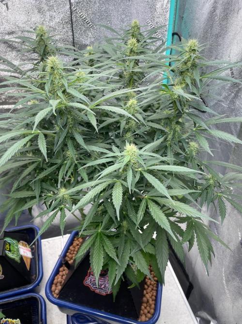 Eazyplug re-use test.. Week 7