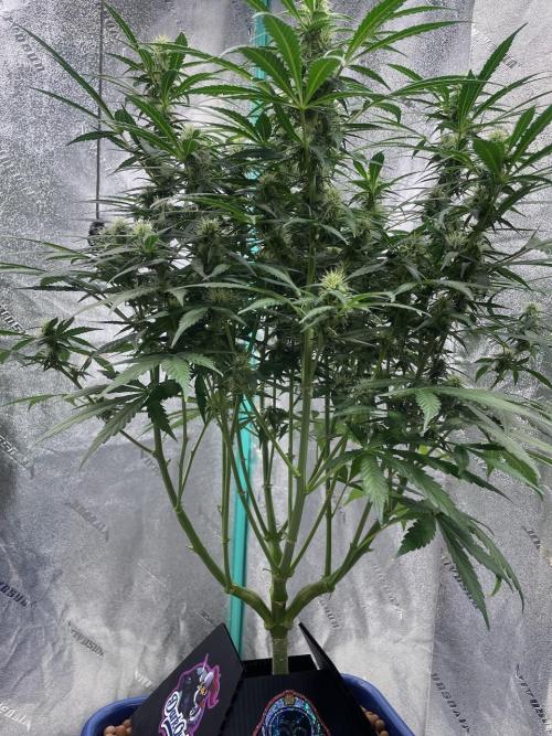 Eazyplug re-use test.. Week 7