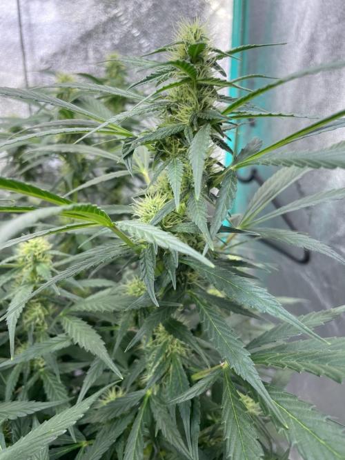 Eazyplug re-use test.. Week 7