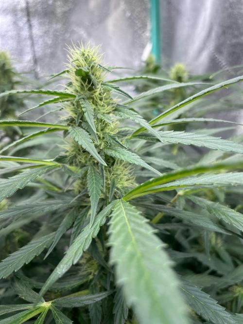 Eazyplug re-use test.. Week 7