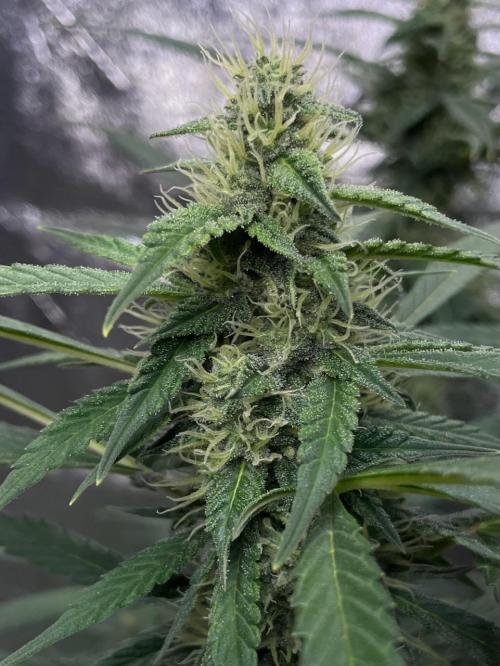 Eazyplug re-use test.. Week 8