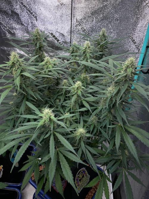 Eazyplug re-use test.. Week 8