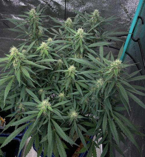 Eazyplug re-use test.. Week 8