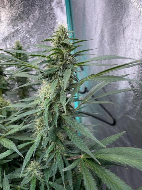 Eazyplug re-use test.. Week 8