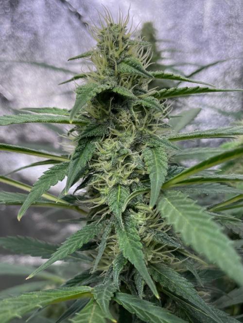 Eazyplug re-use test.. Week 8