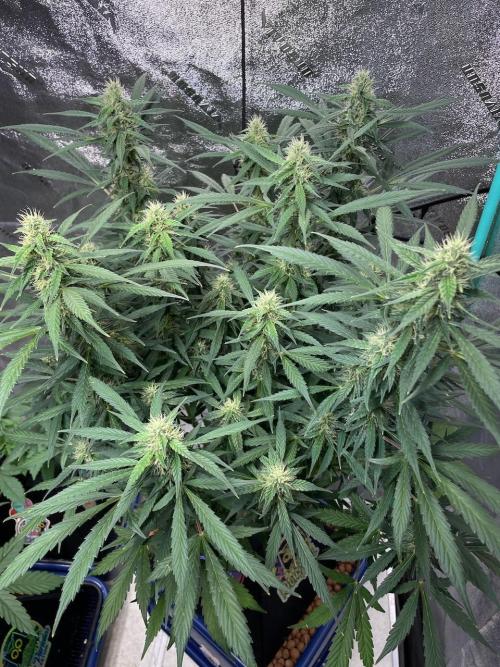 Eazyplug re-use test.. Week 8