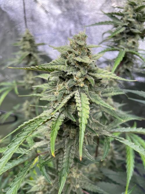 3 Night Owls. Week 10