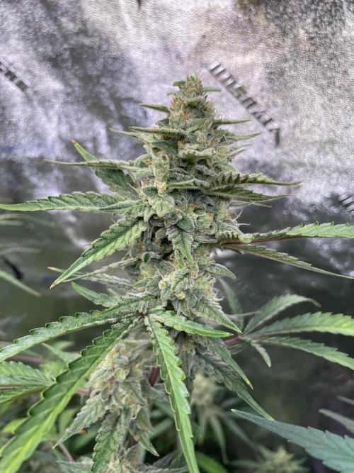 3 Night Owls. Week 10