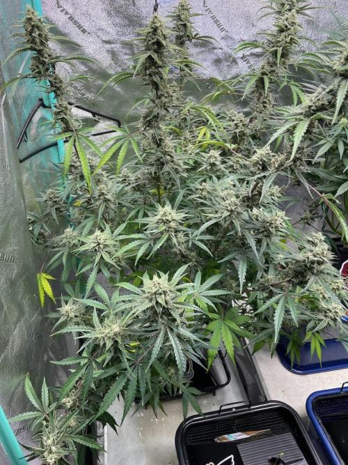 3 Night Owls. Week 10