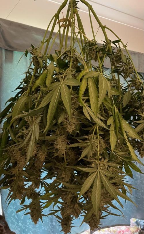 3 Night Owls. Week 10