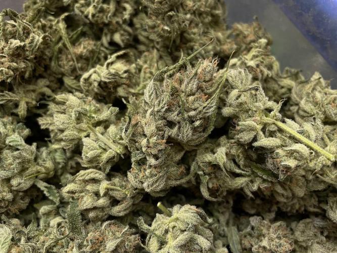 3 Night Owls. Week 10