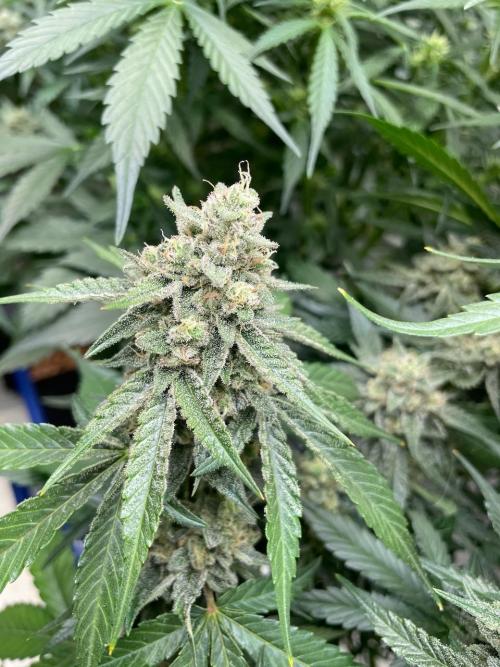 3 Night Owls. Week 10