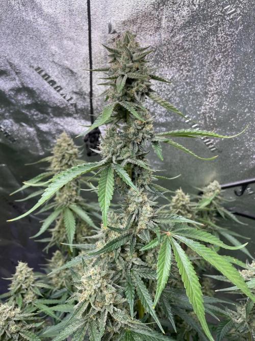 3 Night Owls. Week 10