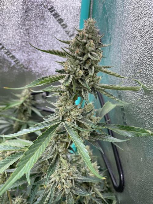 3 Night Owls. Week 10