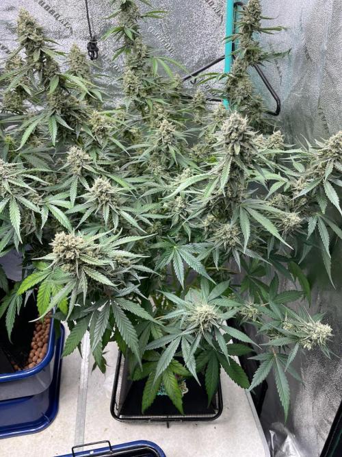 3 Night Owls. Week 10