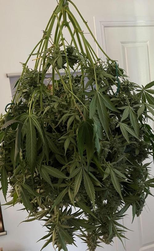 3 Night Owls. Week 10