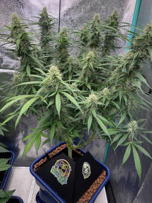 Eazyplug re-use test.. Week 9