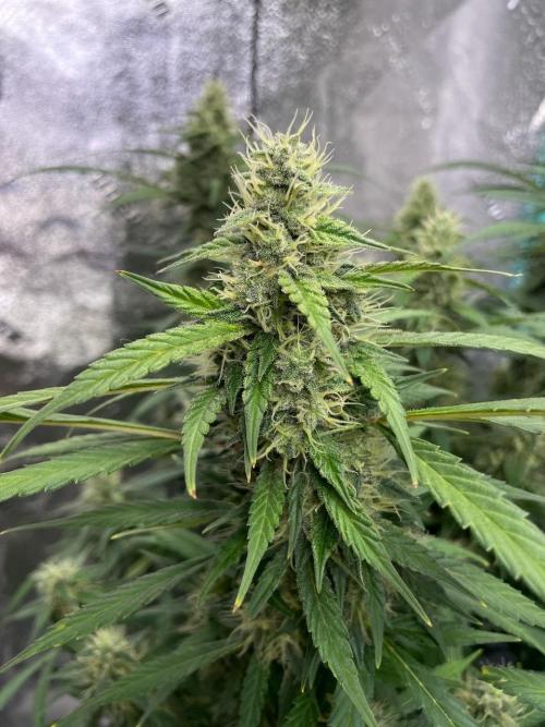 Eazyplug re-use test.. Week 9