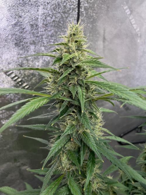 Eazyplug re-use test.. Week 9