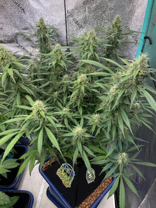 Eazyplug re-use test.. Week 9