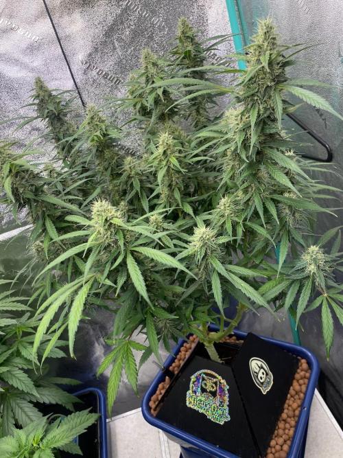 Eazyplug re-use test.. Week 9