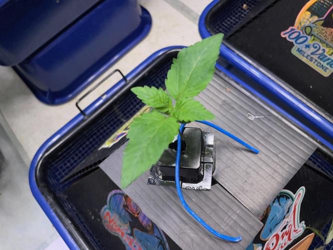 Night Owl x3. Week 1 - Instant Classik