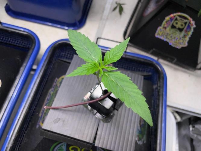 Night Owl x3. Week 1 - Mulberry F3