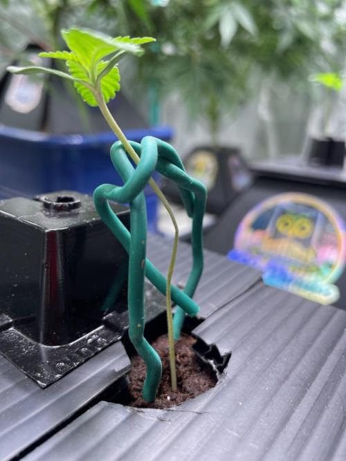 Night Owl x3. Week 1 - Compound V had an accident new bean on the way