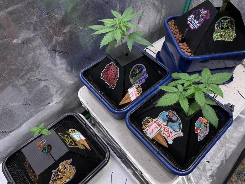 Night Owl x3. Week 2