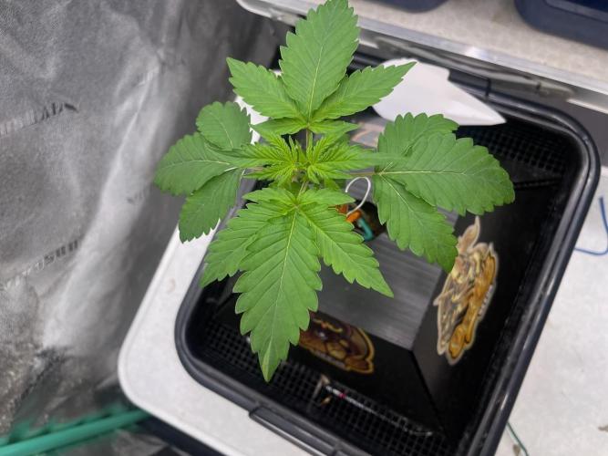 Night Owl x3. Week 3 - Compound V 2wks