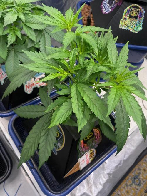 Night Owl x3. Week 3 - Mulberry F3 spiky leaves