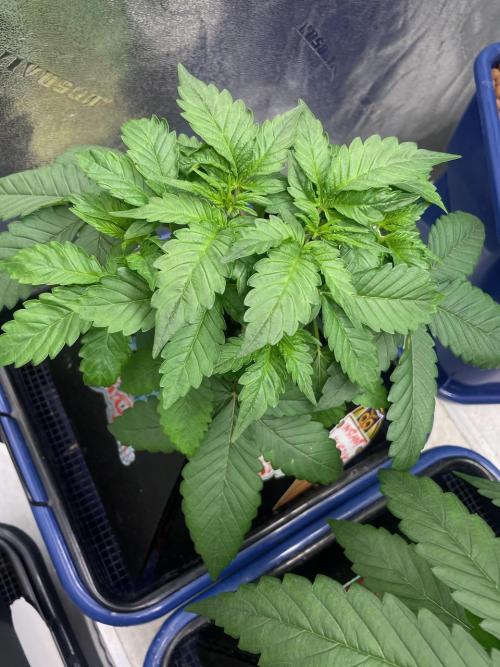 Night Owl x3. Week 3 - Instant Classik