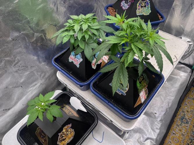 Night Owl x3. Week 3