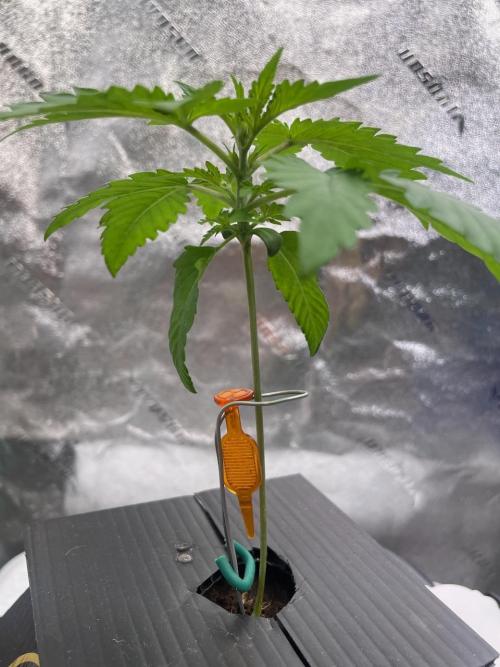 Night Owl x3. Week 3 - Compund V still having trouble standing up.