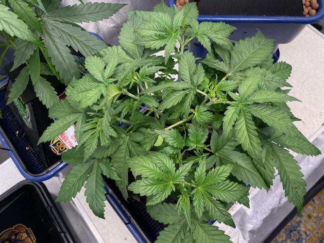 Night Owl x3. Week 4 - Instant Classik d24