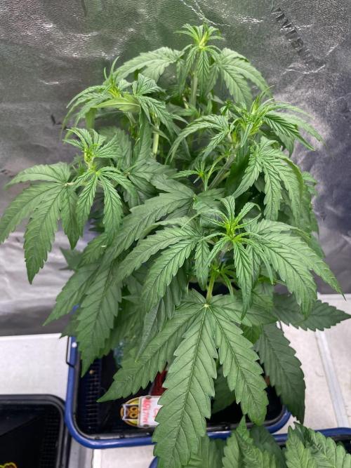 Night Owl x3. Week 4 - Mulberry F3 d24