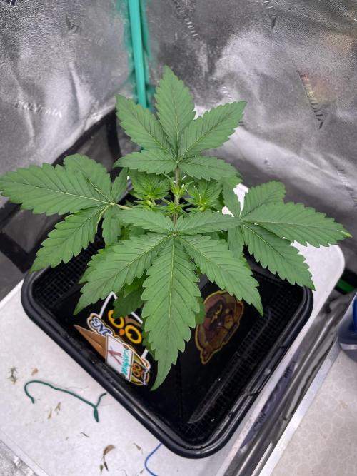 Night Owl x3. Week 4 - Compound V d17