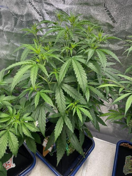 Night Owl x3. Week 4 - Mulberry F3 d28