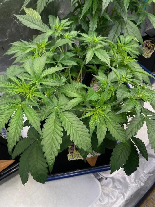 Night Owl x3. Week 4 - Instant Classik d28