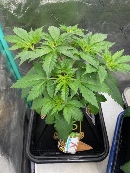 Night Owl x3. Week 4 - Compound V d21