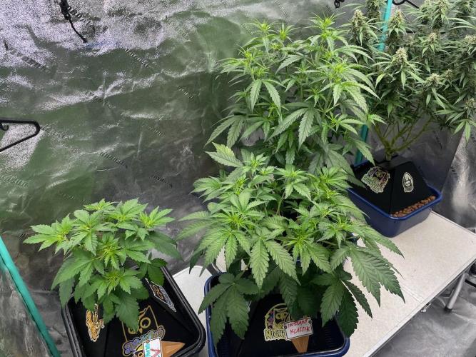 Night Owl x3. Week 4