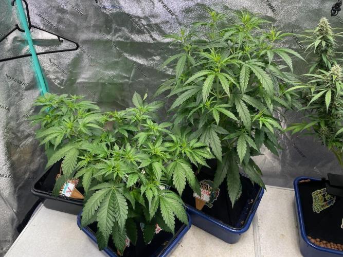 Night Owl x3. Week 4