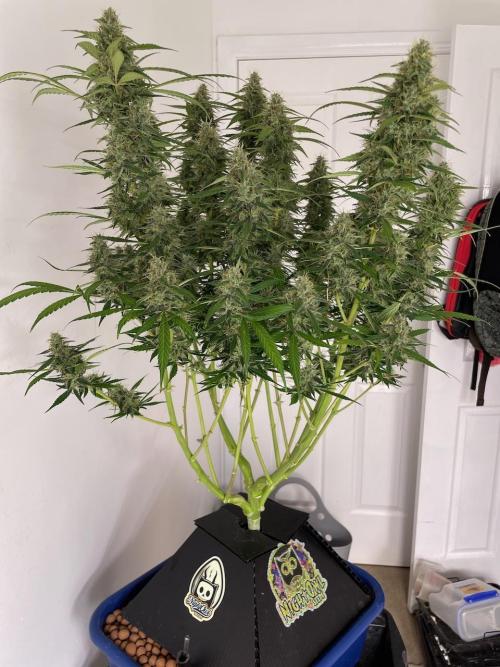 Eazyplug re-use test.. Week 10