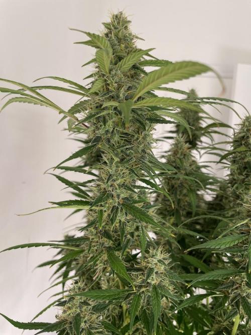 Eazyplug re-use test.. Week 10