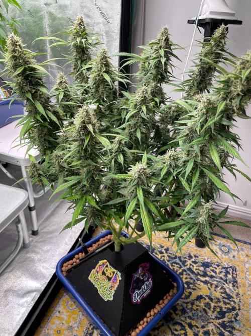 Eazyplug re-use test.. Week 10