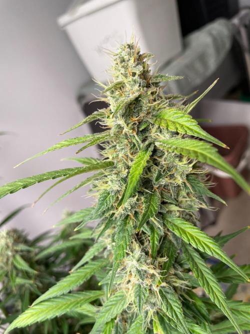 Eazyplug re-use test.. Week 10