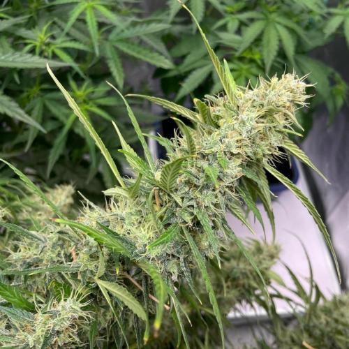 Eazyplug re-use test.. Week 10